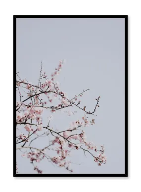 Cherry Blossoms, Poster